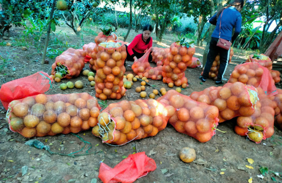 Thu hoạch bưởi hữu cơ