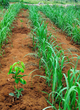 Mía hữu cơ mới trồng