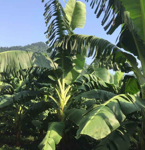 Kỹ thuật trồng chuối sạch