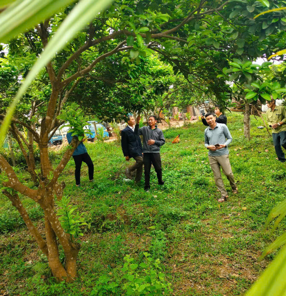 Kỹ thuật trồng bưởi sạch