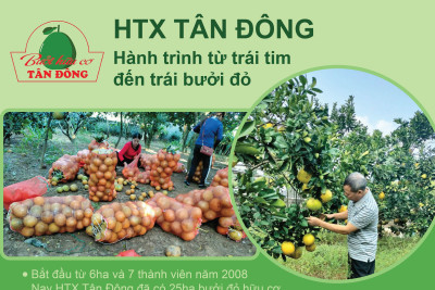 Câu chuyện địa phương HTX Tân Đông