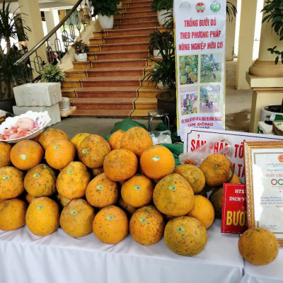 Bưởi đỏ 